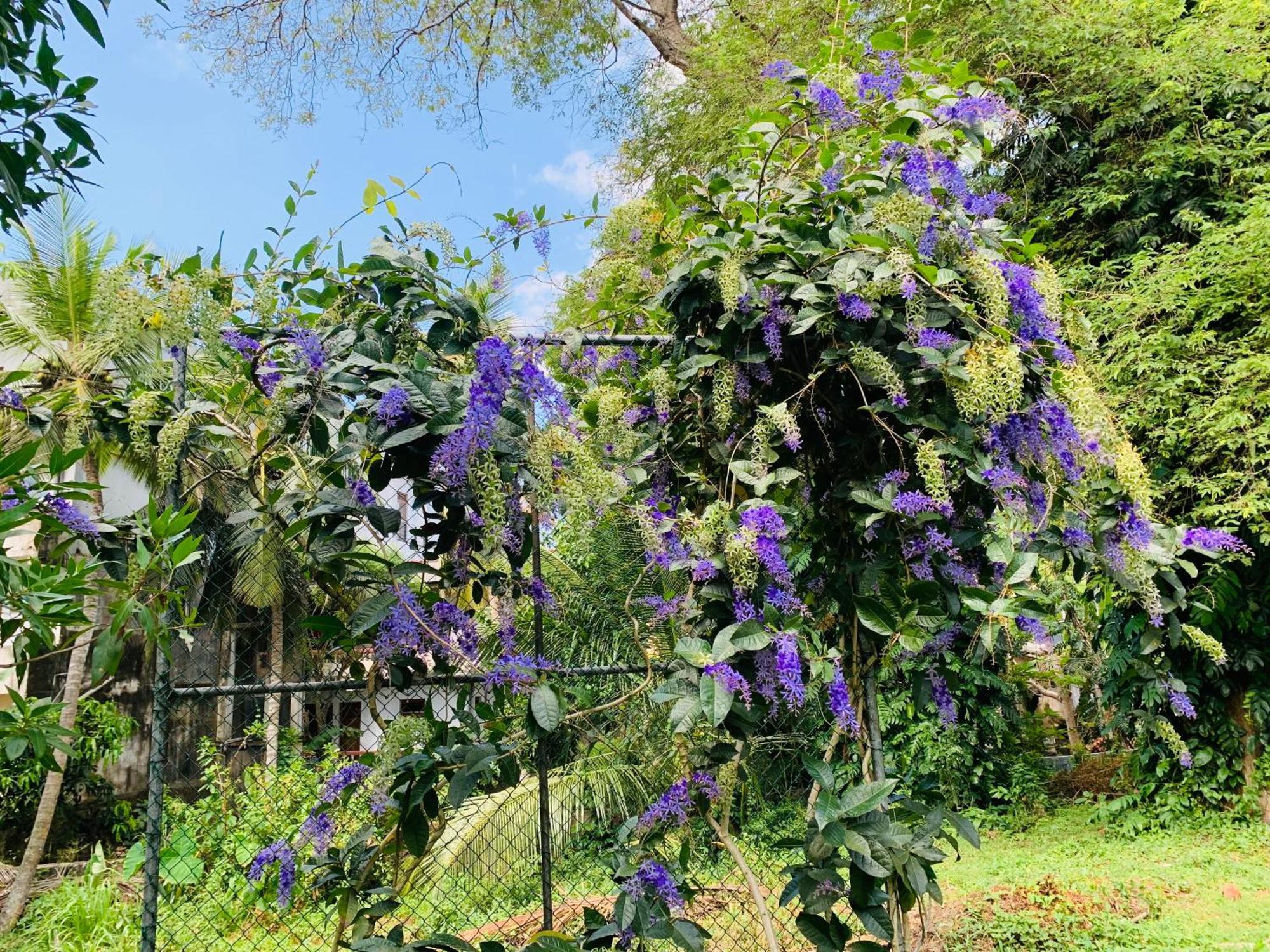 Stuart House Tangalle Kültér fotó